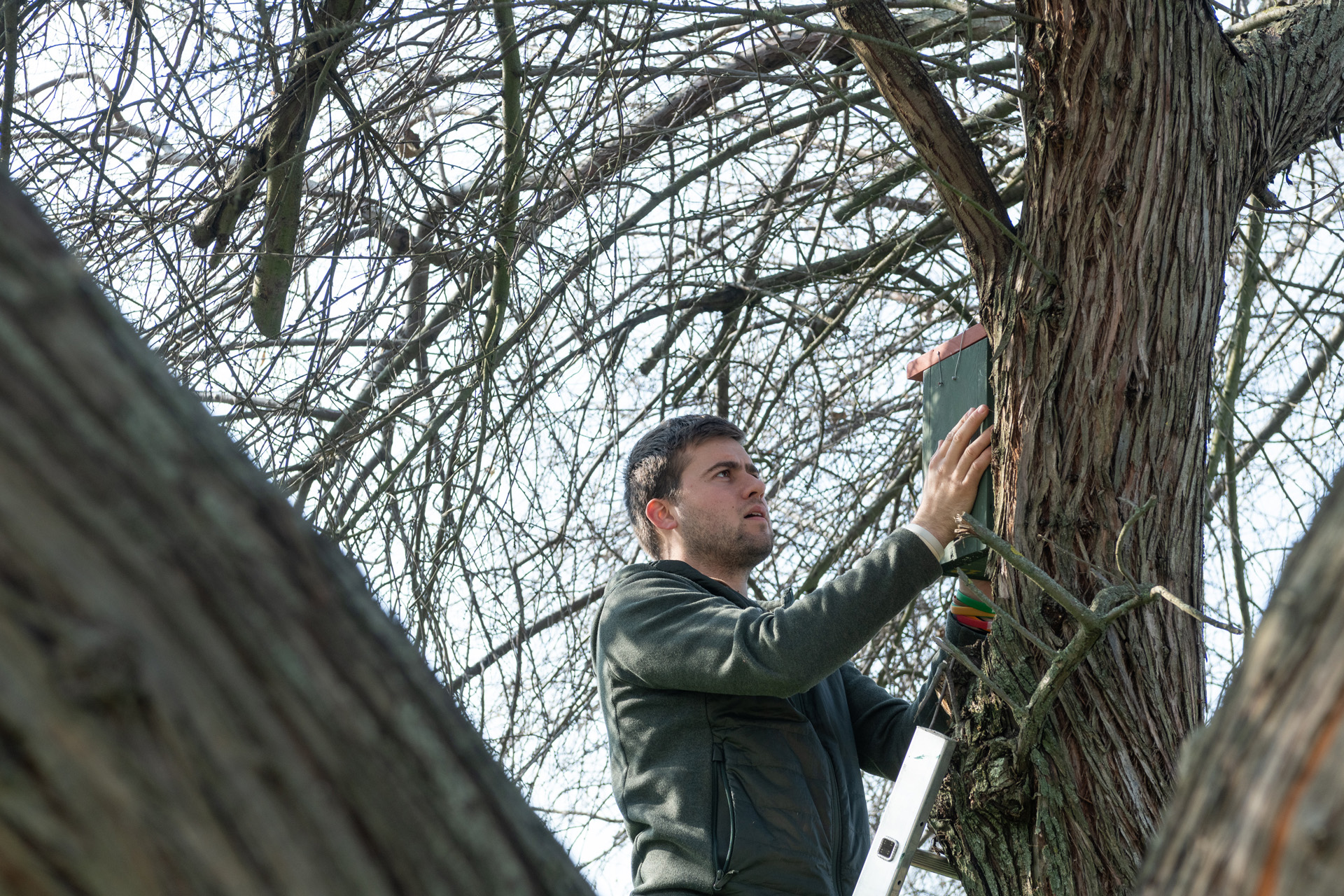 Madárbarát összefogás a Maroshegyen – elkezdődött az odúk kihelyezése a városrészben