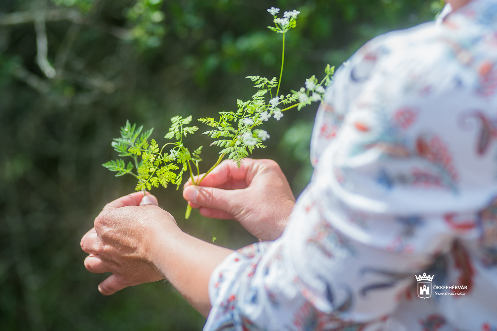 Ehető gyógynövények az ünnepi asztalon – csütörtökön Lencsés Rita előadása