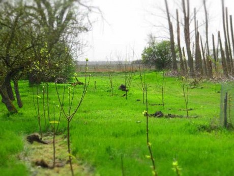 Hálót adott, hal helyett a Vigyázó kéz - 1400 gyümölcsfát adományoztak