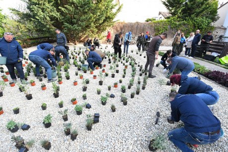 Elkezdődött Székesfehérvár első esőkertjének beültetése a Török udvarban