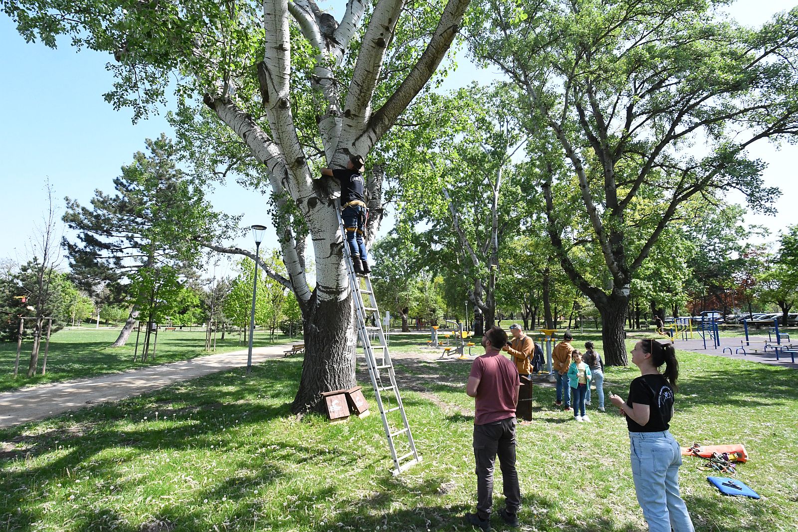 Denevérodúkat helyeztek ki több parkba is, Székesfehérváron