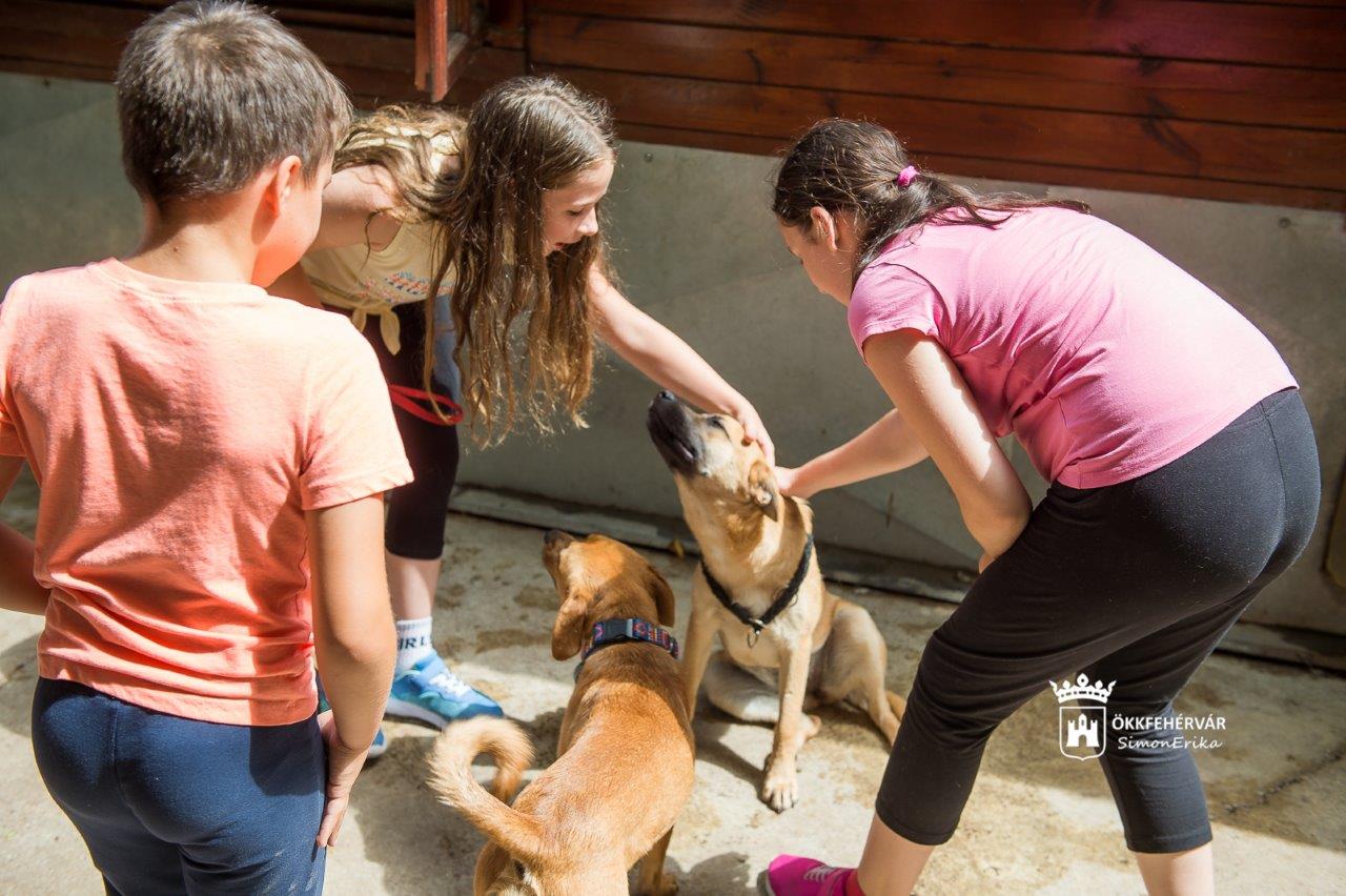 Önkéntestoborzó napot rendeznek szombaton a HEROSZ Fehérvári Állatotthonában