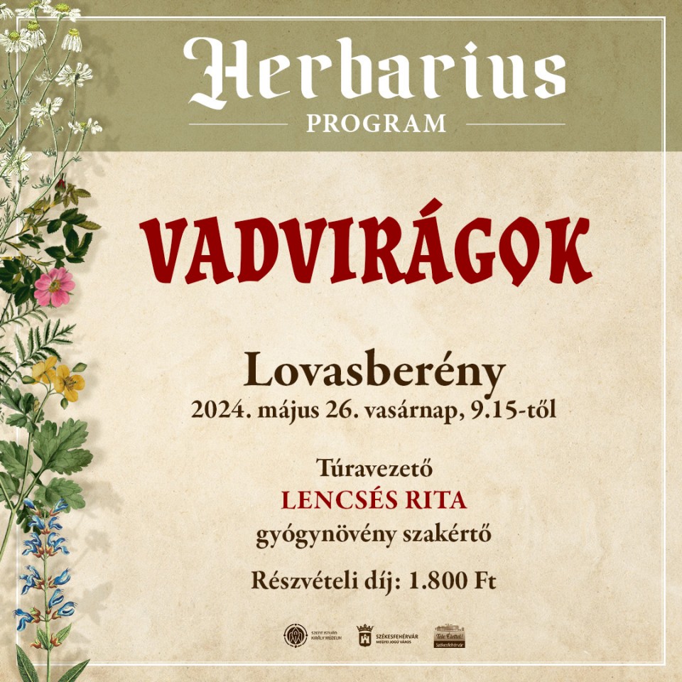 Mezei vadvirágok Lovasberény környékén – újabb Herbarius túra lesz vasárnap