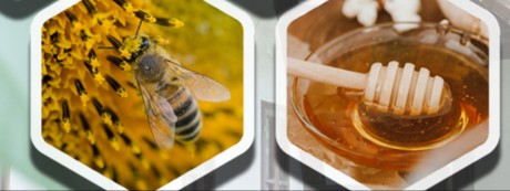 Méhes, mézesbábos családi nap lesz szombaton a Rác utcában