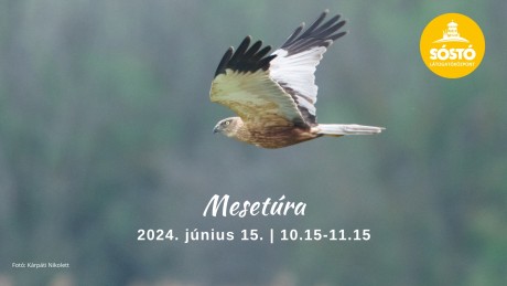 Mesetúra, gyurgyalag-les és családi délelőtt júniusban a Sóstón