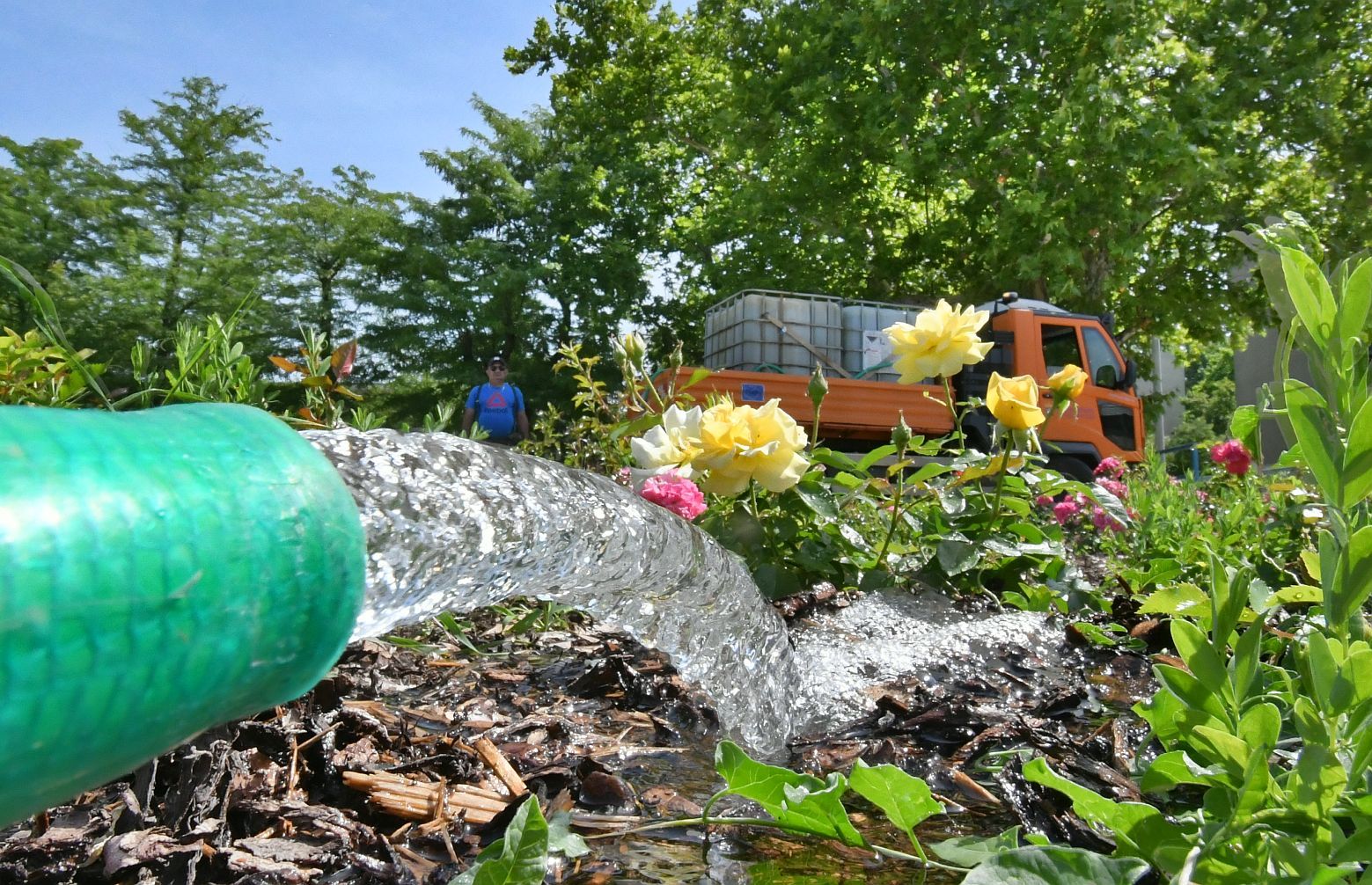 Öntsön egy vödör vizet Ön is! - Folyamatosan öntözik a közterületi növényeket