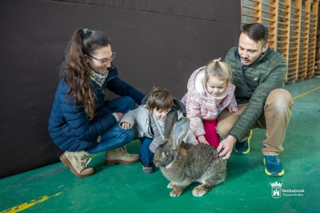 Óriásnyulak, díszes kakasok és énekes kanárik a Volán sportcsarnokban