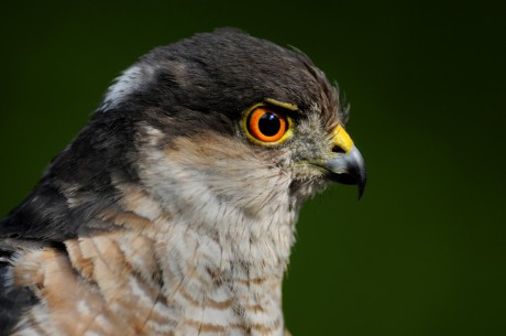 Hányféle ragadozómadár él Dinnyési-fertőn? - madárlesen február 22-én