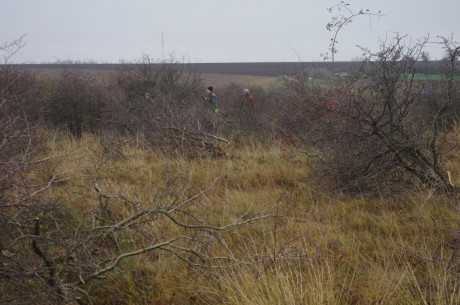Cserjeírtást szerveznek a természetvédők az Aszal-völgyben a növényritkaságokért