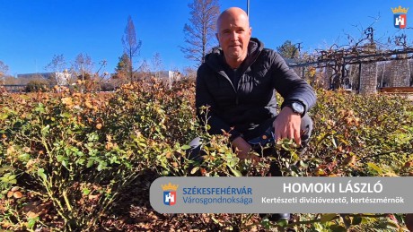 Kezdődik a rózsatővek metszése a megújult Rózsa ligetben