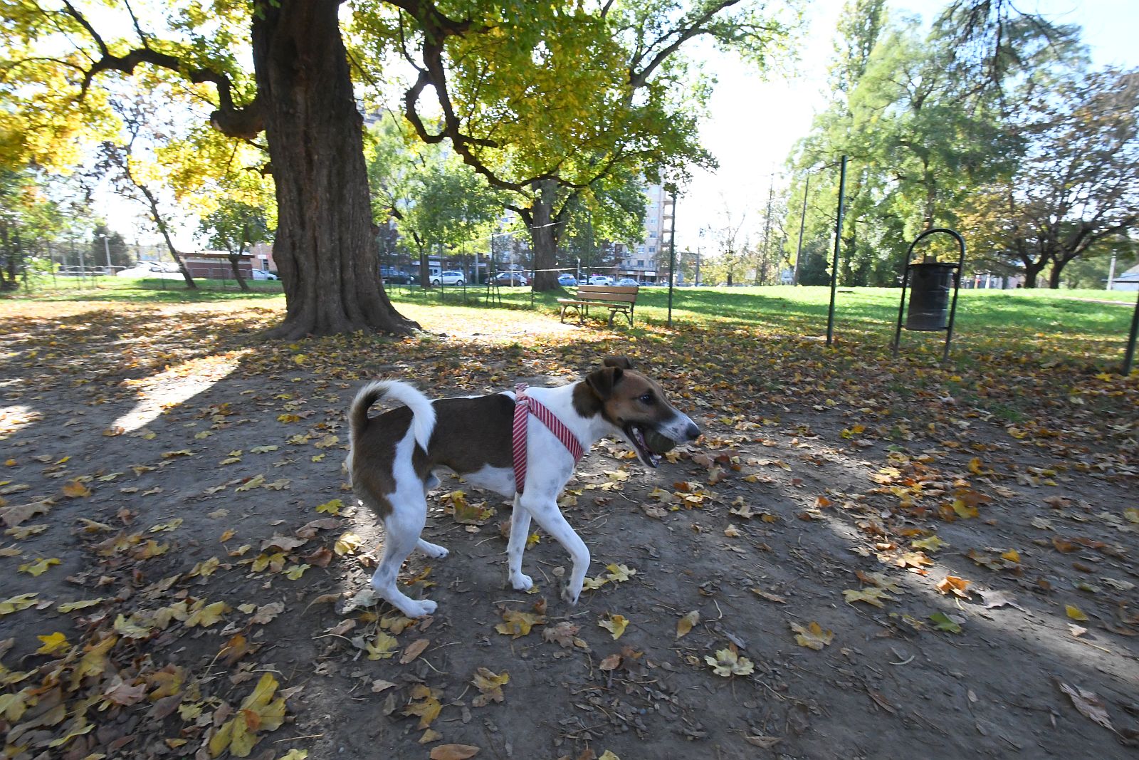 Közterület-felügyelők mentették meg az autó elé szaladó, elgázolt kutya életét