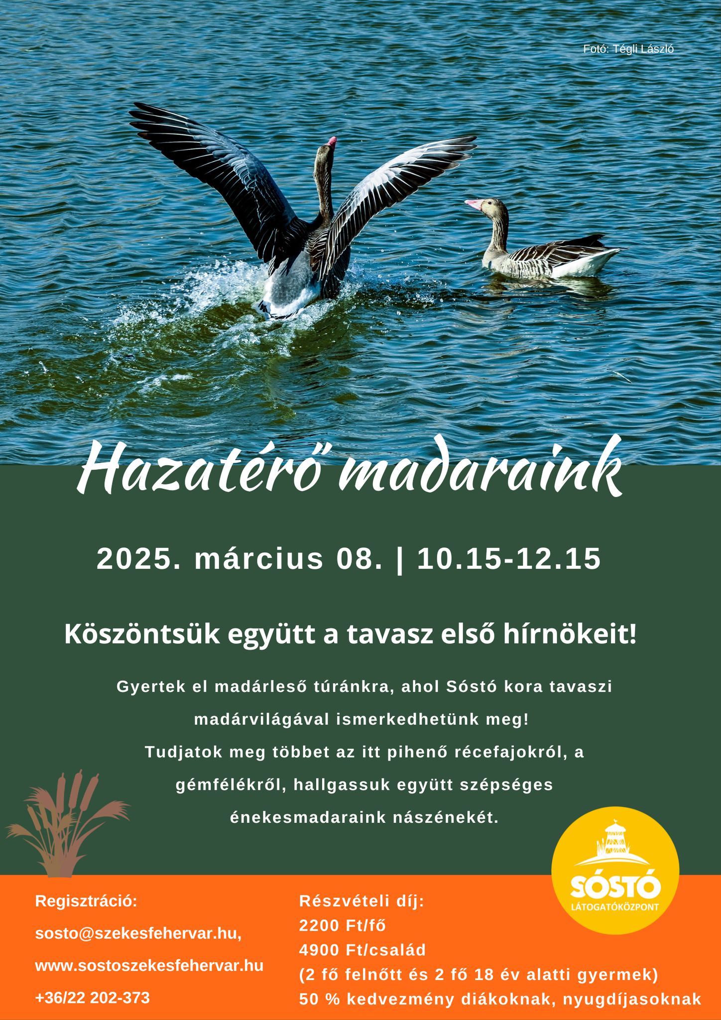 Hazatérő madaraink és mérgező növények a Sóstón – újabb ökotúrák a város zöld szívében