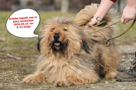 Örökbefogadó napot tartanak március 15-én az ASKA menhelyen