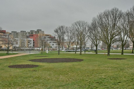 Vadvirágom - őshonos magyar virágokból álló ágyásokat alakítottak ki a Palotavárosban