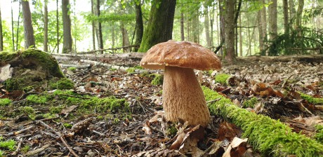 Előadás a gombavizsgálók tavalyi évi tapasztalatáról a Szent Istvánban