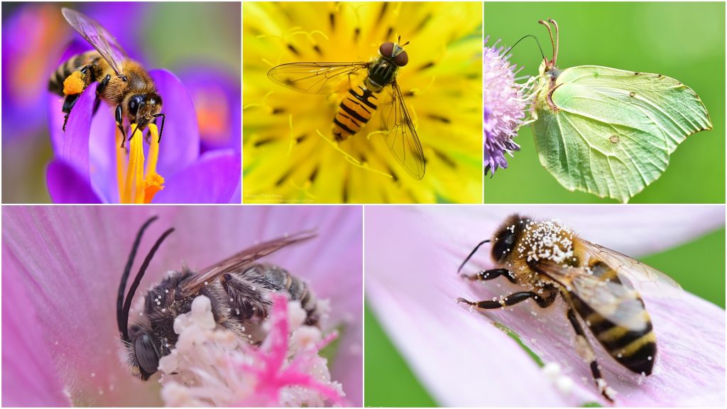 Éljenek a beporzók! – ismeretterjesztő programmal bővül a Vadvasárnap a Sóstón