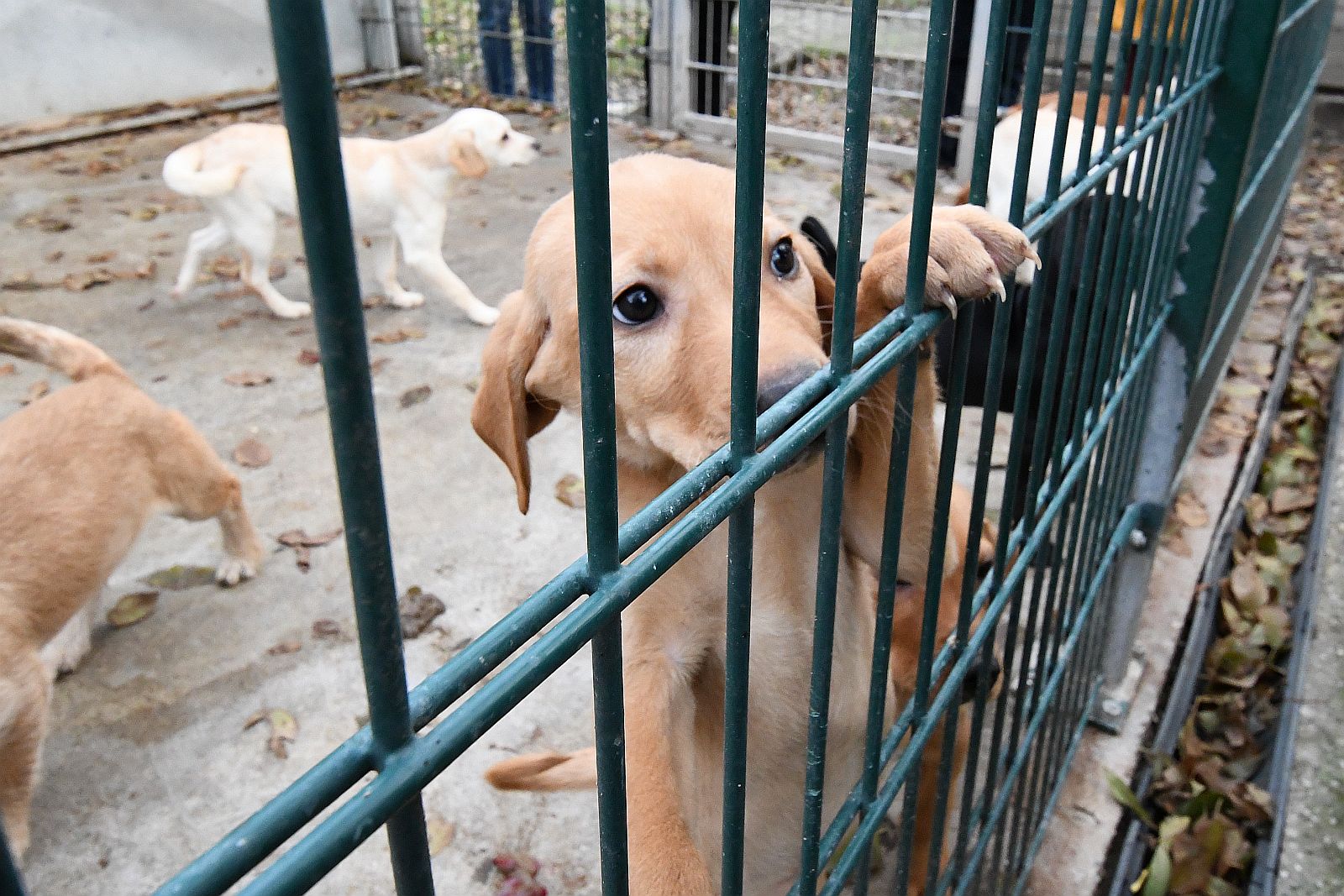 Önkéntes toborzó napot szervez szombaton a HEROSZ Fehérvári Állatotthona