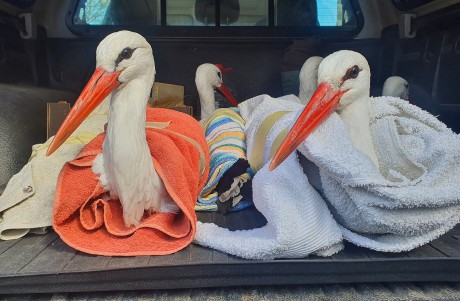 Fehérváron áttelelt gólyákat engedtek szabadon a Sóstó Vadvédelmi Központ szakemberei