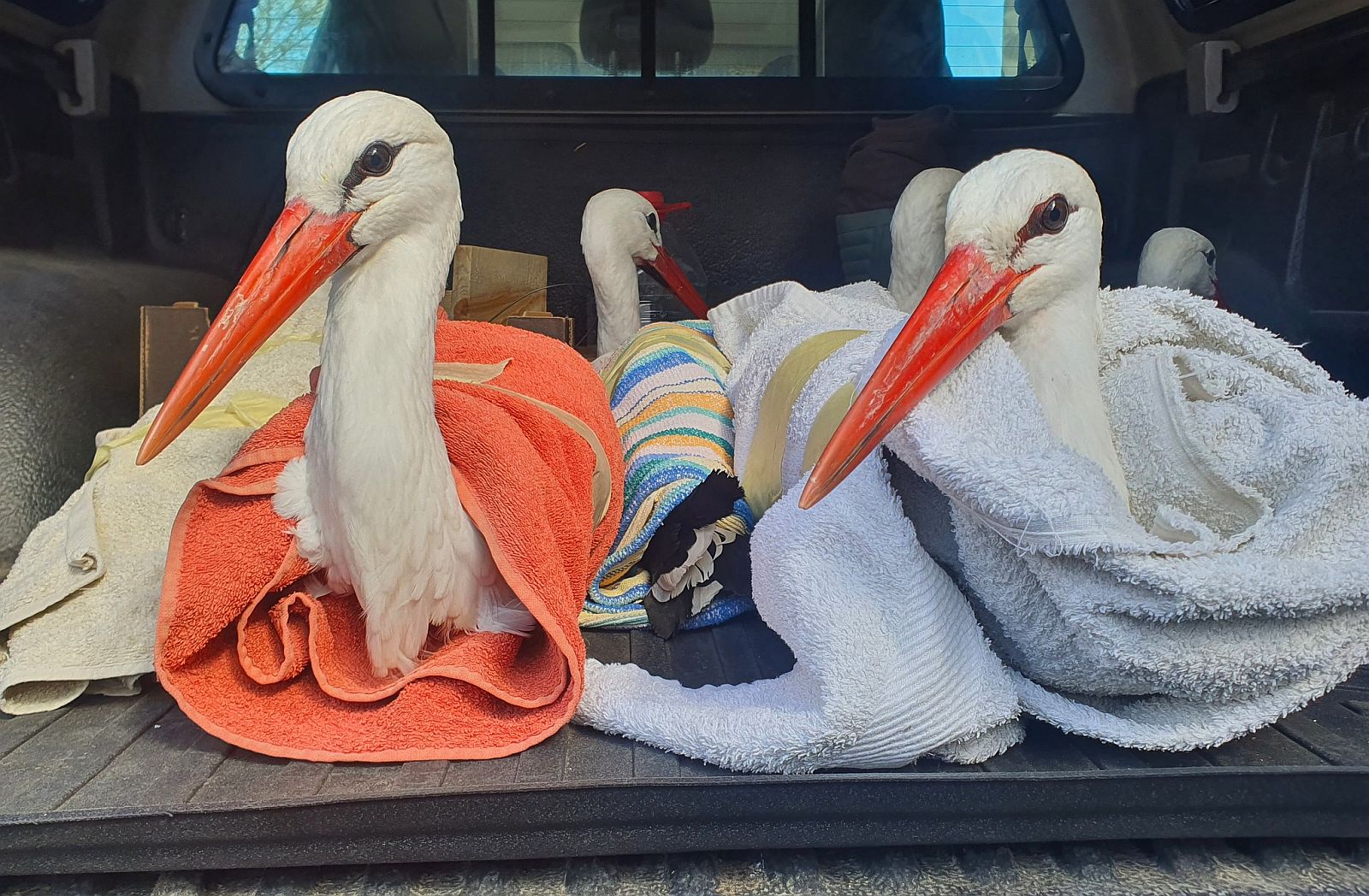 Fehérváron áttelelt gólyákat engedtek szabadon a Sóstó Vadvédelmi Központ szakemberei