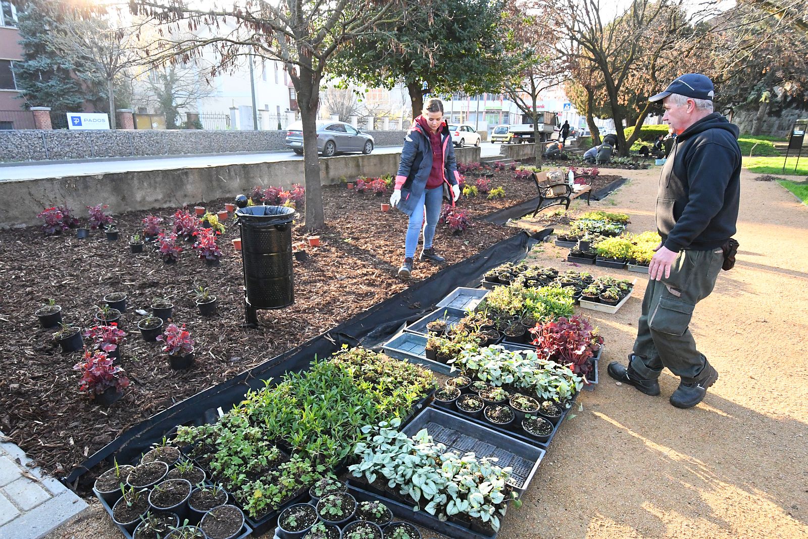 Több ezer évelő növényt is ültetnek a Prohászka ligetben - virágosabb lesz a megújult park
