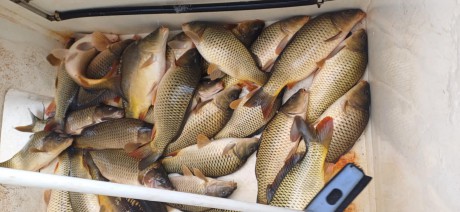 Huszonöt mázsa három nyaras pontyot telepítenek a Bregyó melletti tóba