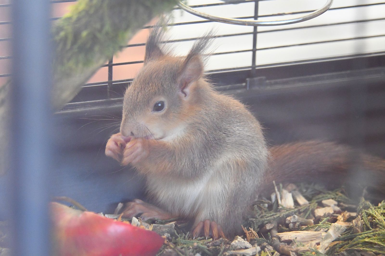 Három éve a természet szolgálatában a Sóstó Vadvédelmi Központ