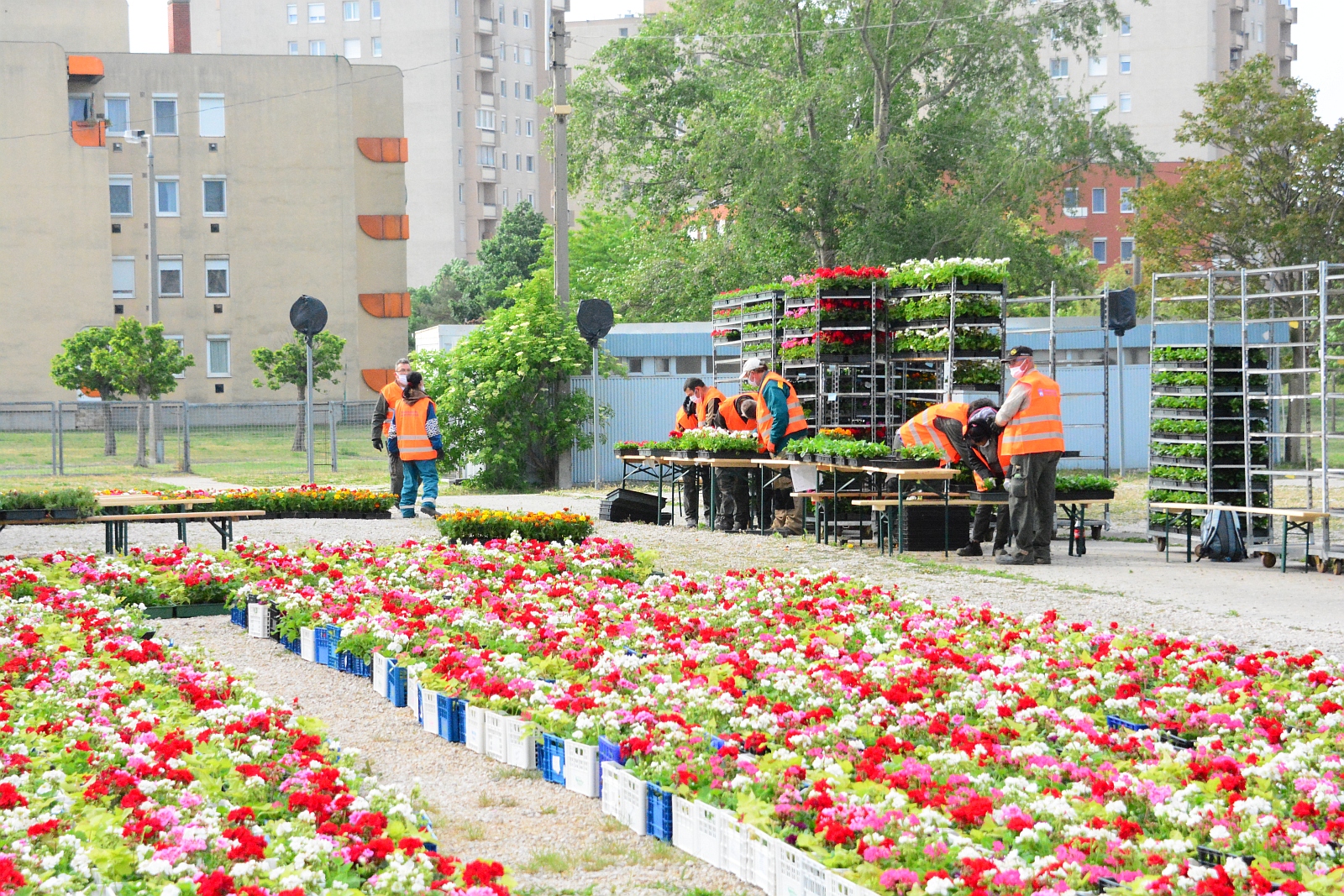 Virágos Székesfehérvár - kezdődik a virágcsomagok átvátele