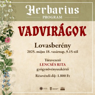 Vadvirágos gyógynövénygyűjtő túra vasárnap Lovasberényben