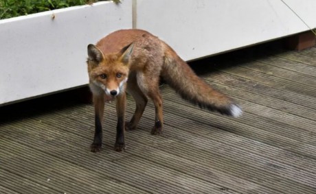 Ne etessük a városba betévedő vadakat! - rengeteg betegséget hordoznak