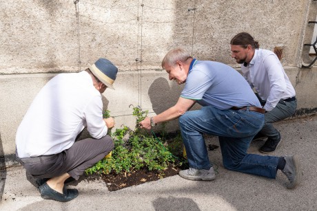 Rózsaültetés a Múzeumnál – közösségi összefogás a Basa utcában