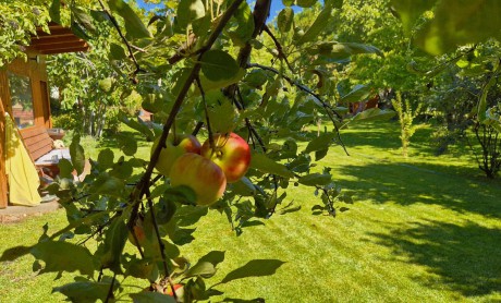 Szeptemberi feladatok a kertben - Németh László kertészmérnök tanácsai