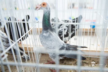 Több száz díszmadár, és hüllőbemutató a VOKE Művelődési Házban szeptember 27-28-án