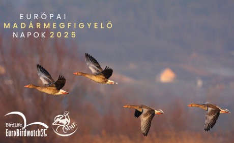 Európai Madármegfigyelő Napok - négy helyszínre várják a természetbarátokat a környéken