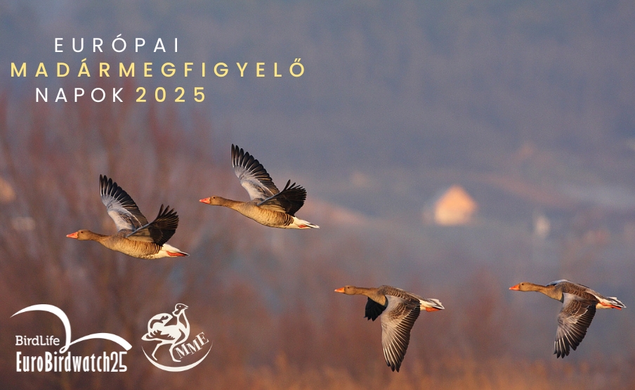 Európai Madármegfigyelő Napok - négy helyszínre várják a természetbarátokat a környéken