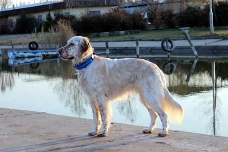 Kutyások a mentett állatokért - gyűjtést indítanak az Állatotthonnak