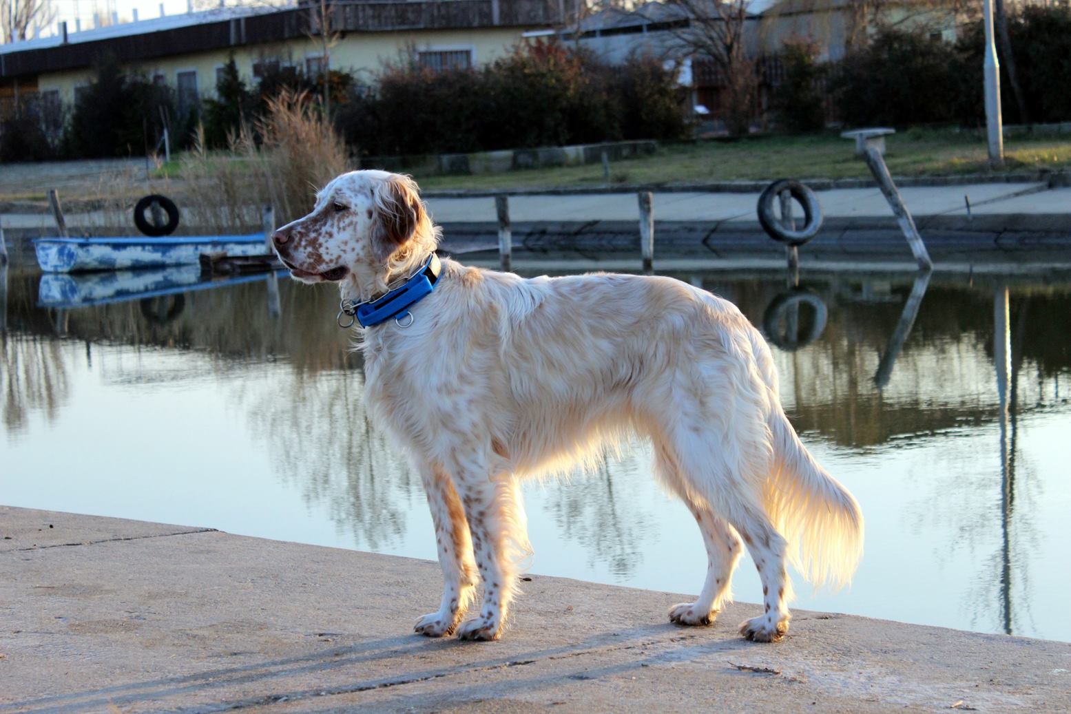 Kutyások a mentett állatokért - gyűjtést indítanak az Állatotthonnak