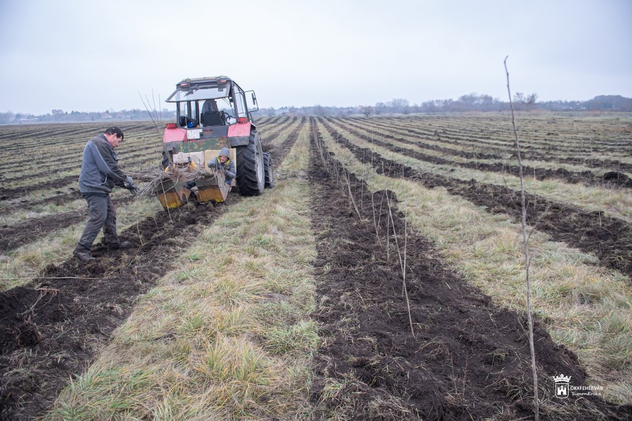 Újabb erdőtelepítés Székesfehérváron - 3,5 hektáros területtel bővül az erdőtömb láncolat