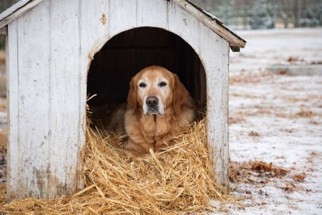 Adventi adománygyűjtés szombaton délután a FEMA Állatotthonban