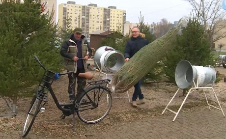 A két méter körüli nordmann fenyőket keresték idén a legtöbben