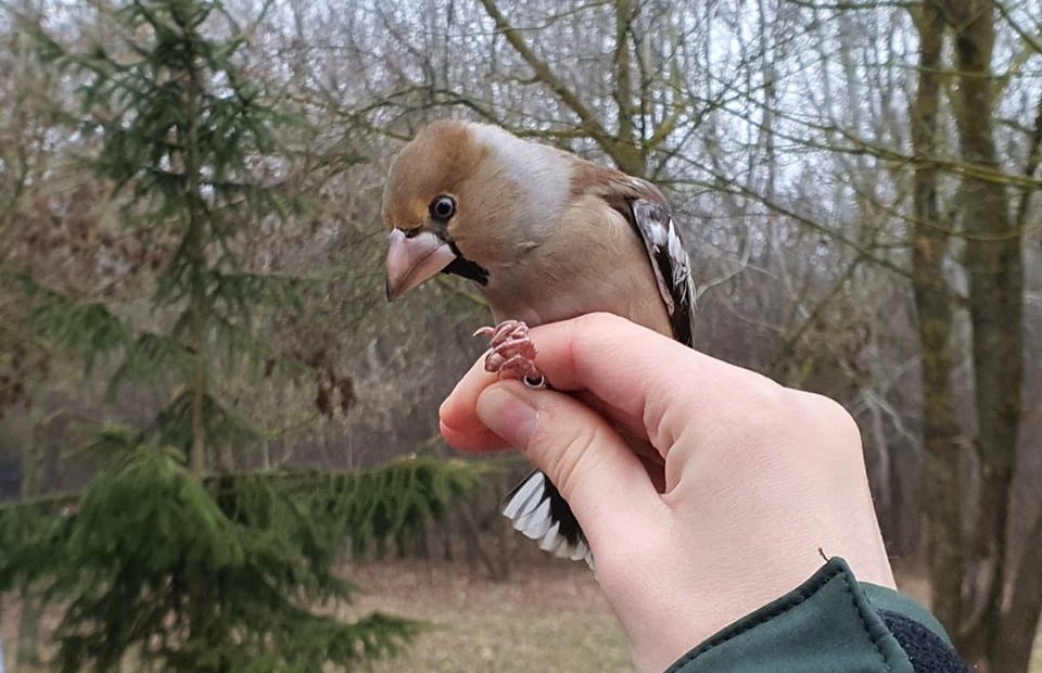 Ünnepi madárgyűrűzés lesz vasárnap délelőtt Sóstón a Zöld tanyán