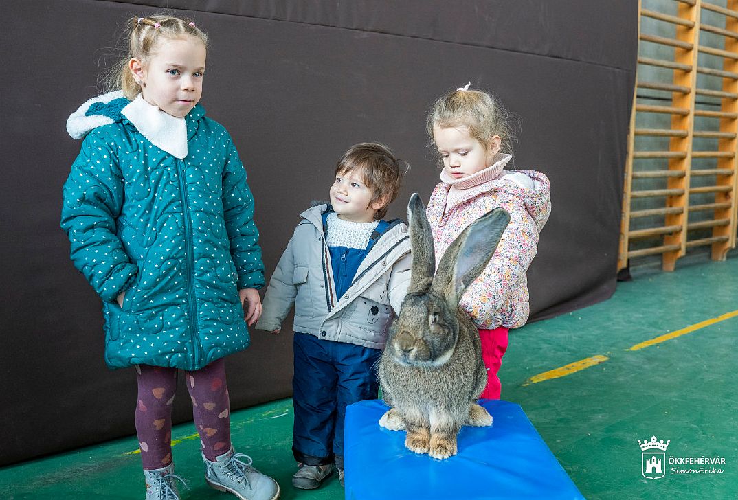 Január 10-én és 11-én lesz az év legnagyobb kisállat kiállítása Fehérváron