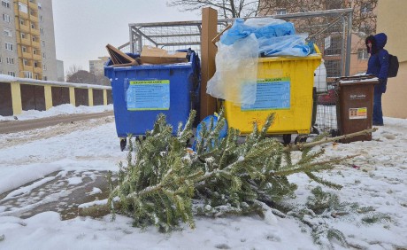 Elviszi a szolgáltató a kukák mellé kihelyezett fenyőfákat Székesfehérváron