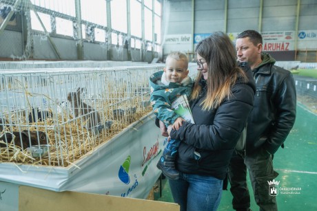 Vasárnap délutánig várja az érdeklődőket a kisállattenyésztők éves seregszemléje