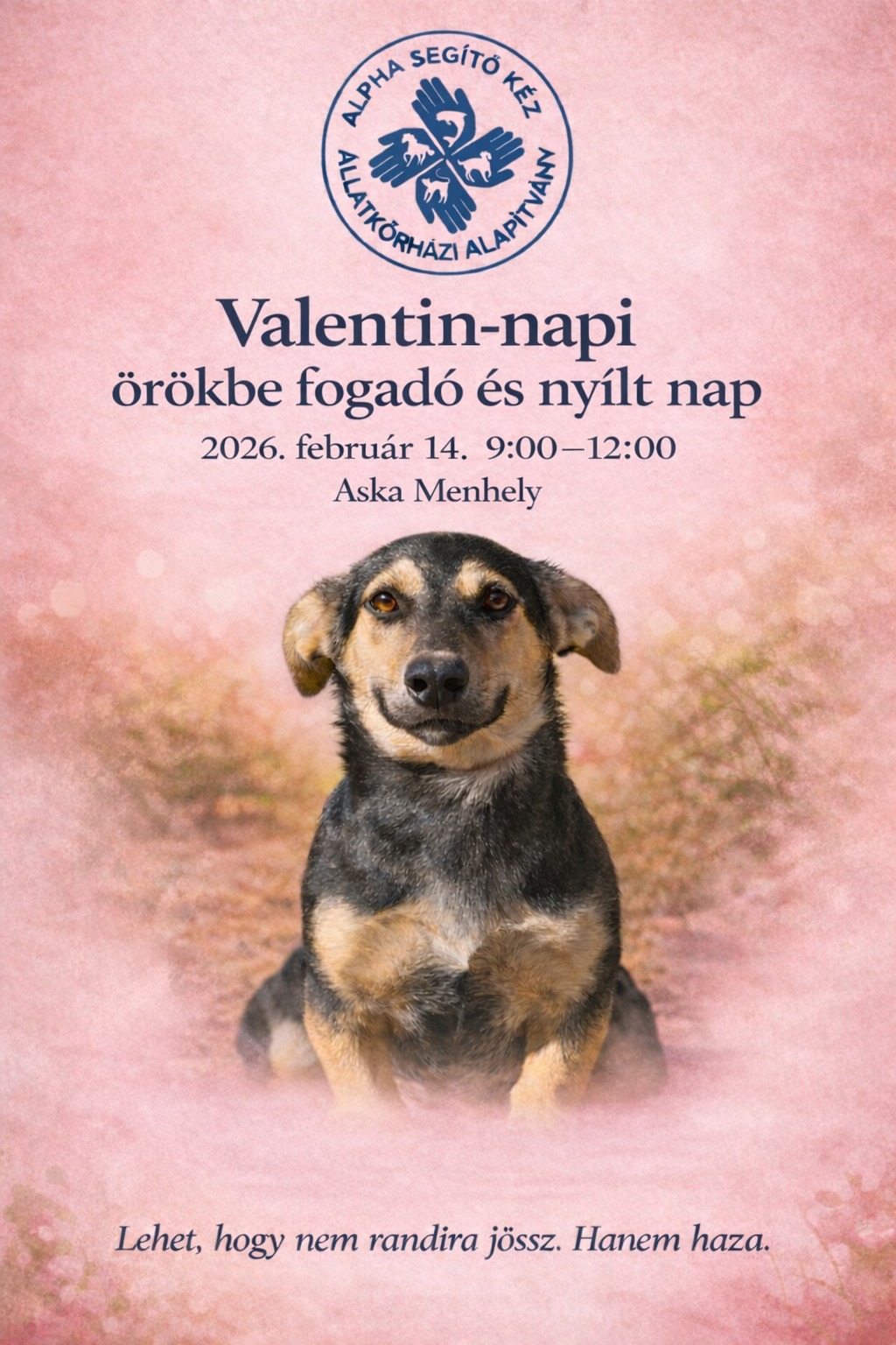 Valentin-napi örökbefogadó és nyílt napot tartanak szombaton az ASKA menhelyen