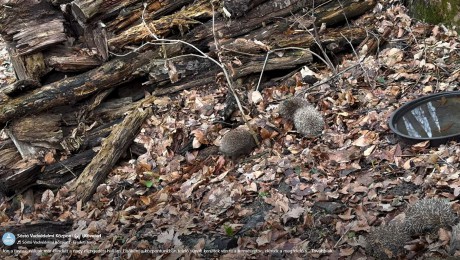 Sóstó Vadvédelmi Központ - 16 gyógyult, egészséges sünt engedtek szabadon