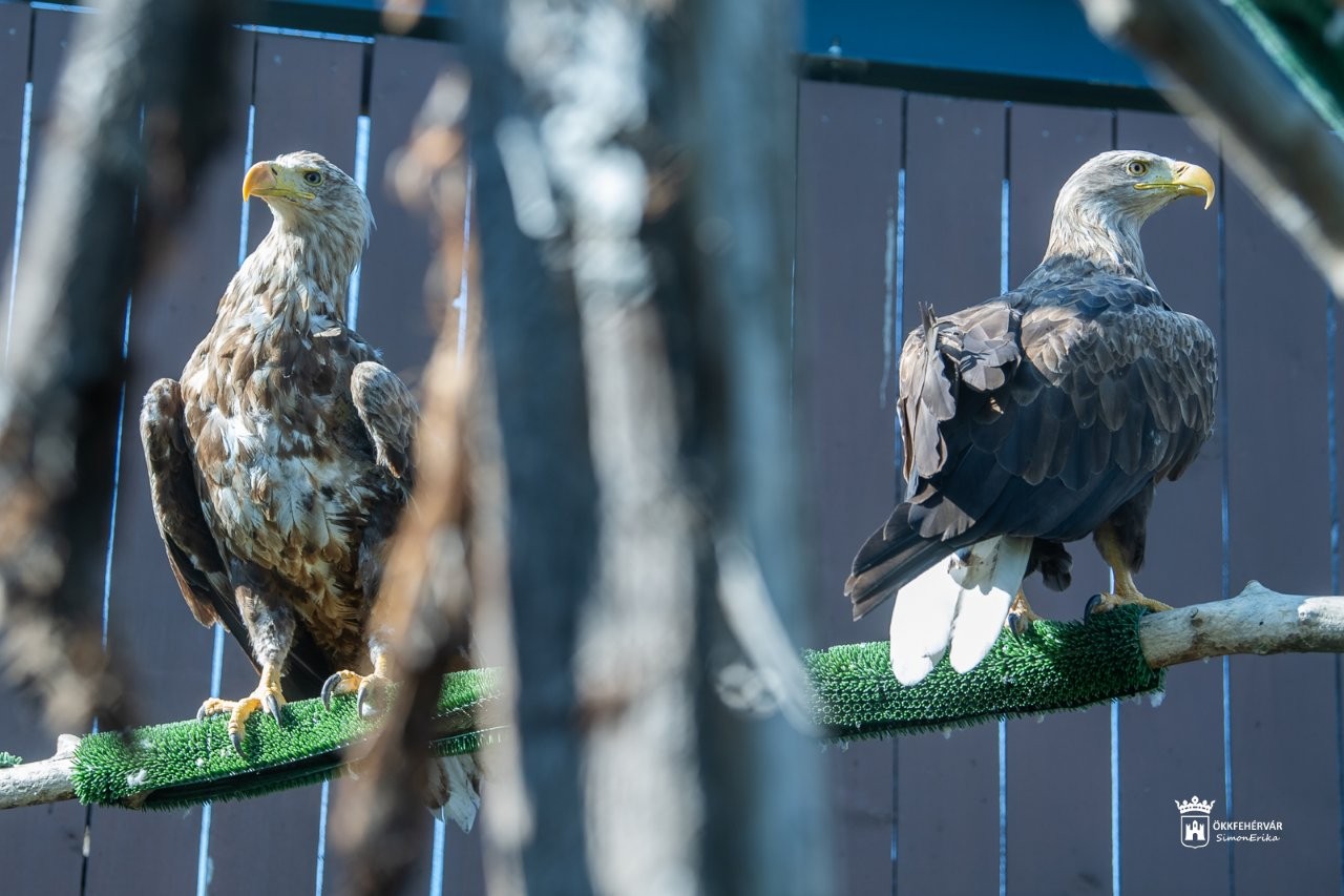 Már a nyitáskor sokan voltak kíváncsiak a Sóstó Vadvédelmi Központ születésnapi programjaira