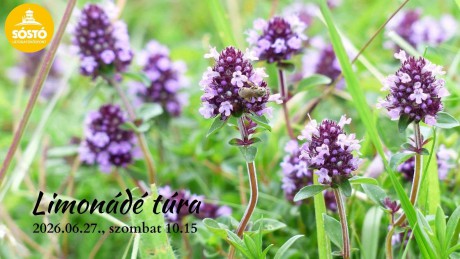 Limonádé túrára várják a természetbarátokat szombaton a Sóstón